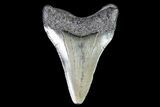 Juvenile Megalodon Tooth - Georgia #83599-1